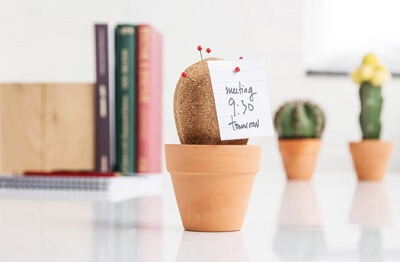 gadget ufficio cactus sughero
