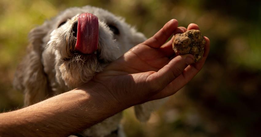 Truffle Experience